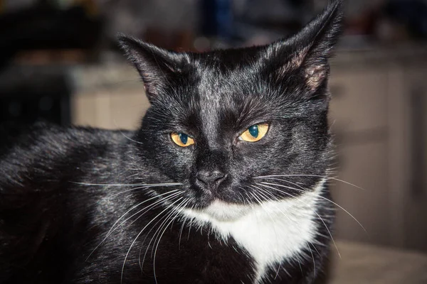 Gatito Negro Con Patas Blancas Cerca —  Fotos de Stock