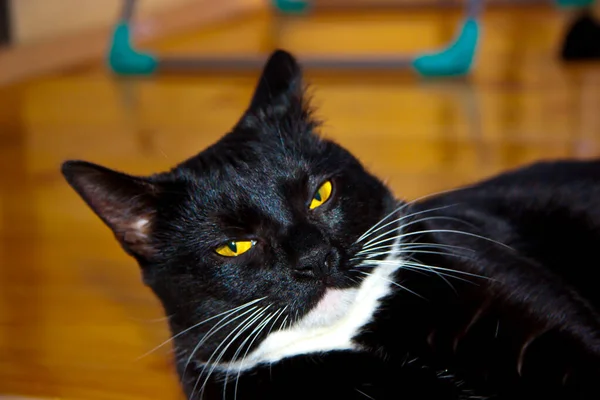 Gatinho Preto Com Patas Brancas Perto — Fotografia de Stock