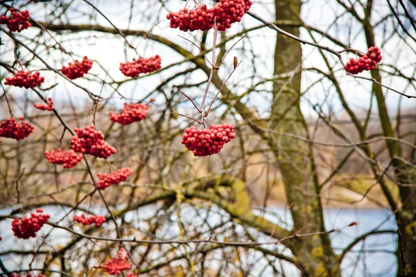 Podzimní Krajina Žlutými Listy Červenými Bobulemi Zblízka — Stock fotografie