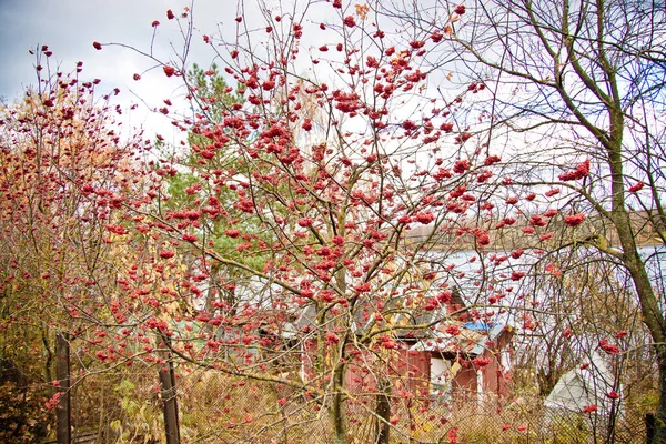 과붉은 열매가 가까이 — 스톡 사진