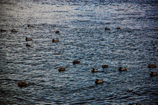 Water Panorama Close View Shore — Fotografia de Stock