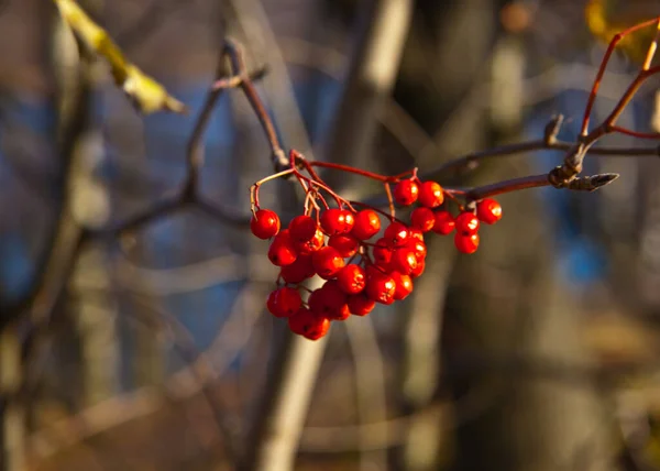 과붉은 열매가 가까이 — 스톡 사진