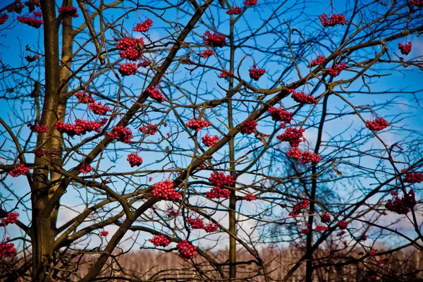 Podzimní Krajina Žlutými Listy Červenými Bobulemi Zblízka — Stock fotografie