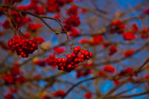 Outono Paisagem Com Folhas Amarelas Rowan Vermelho Bagas Perto — Fotografia de Stock