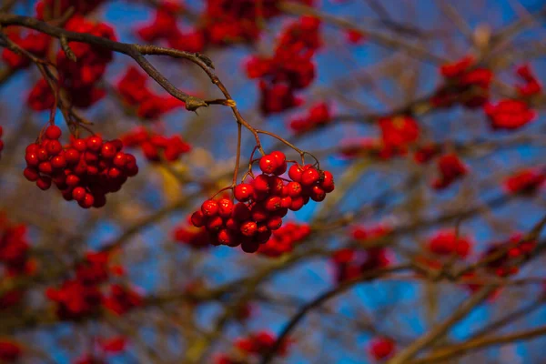 Jesienny Krajobraz Żółtymi Liśćmi Czerwonymi Jagodami Łabędzia — Zdjęcie stockowe