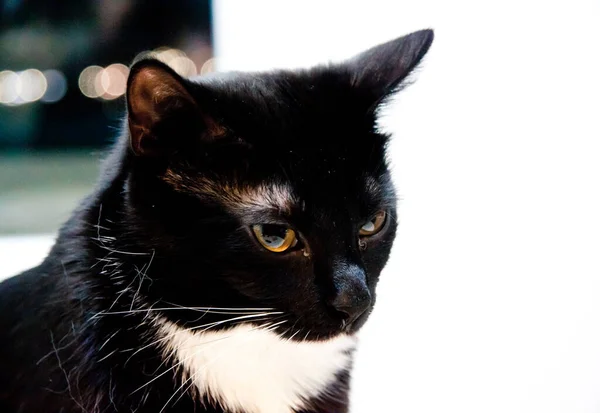 Gatito Negro Con Pechos Blancos Cerca —  Fotos de Stock