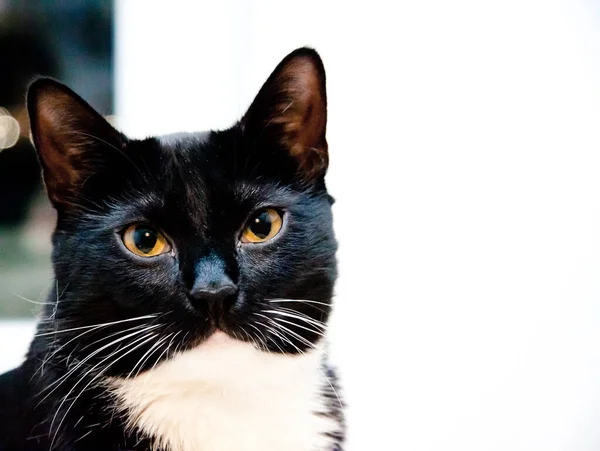 Černé Kotě Bílými Ňadry Zblízka — Stock fotografie