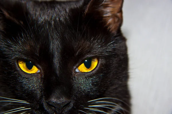 黑色猫科动物 胸部白皙 — 图库照片