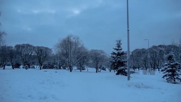 Панорама Парке Зимой — стоковое фото