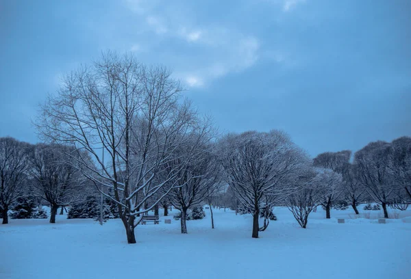 Панорама Парке Зимой — стоковое фото