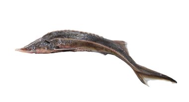 Beyaz arka planda izole edilmiş taze ham sterlet balığı.