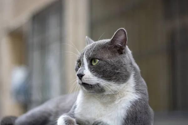 Weiß Graue Katze Auf Der Straße — Stockfoto