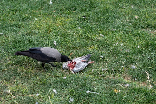 Pombo Morto Relva Corvo Come Pombo Com Fome — Fotografia de Stock
