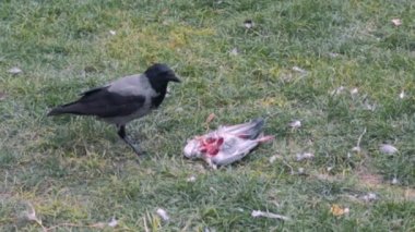 Çimlerin üzerinde ölü bir güvercin. Karga aç bir şekilde güvercini yer.