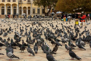 Türkiye, İzmir - 24 Kasım 2021 - İzmir Konak Meydanı 'nda Güvercinler