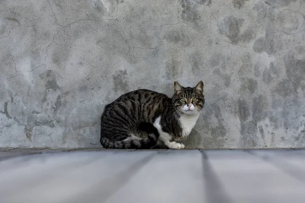 Tabby Katze Sitzt Der Wand — Stockfoto