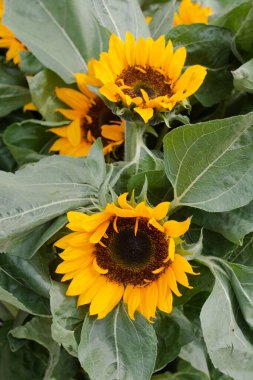 Yeşil yaprakların arasında güzel bir ayçiçeği