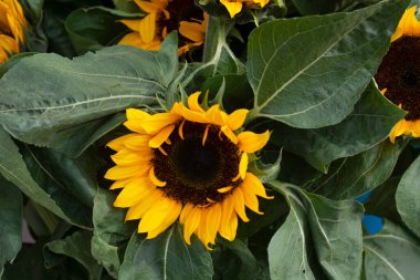 Yeşil yaprakların arasında güzel bir ayçiçeği