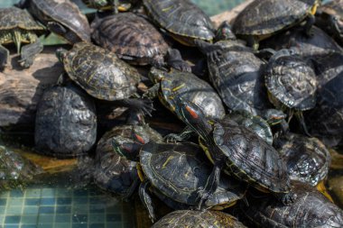 Deniz kaplumbağası havuzda