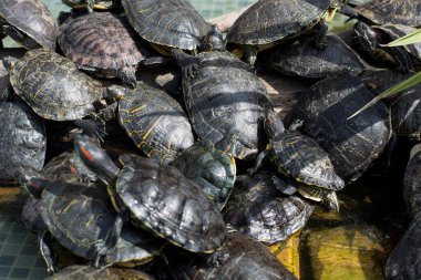 Deniz kaplumbağası havuzda