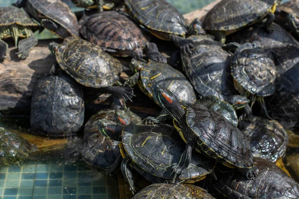 Deniz kaplumbağası havuzda