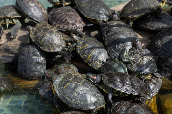 Deniz kaplumbağası havuzda