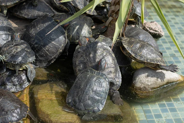 Tortuga Marina Nadando Piscina — Foto de Stock