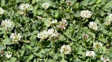 Parktaki çiçeklerdeki bal arısı