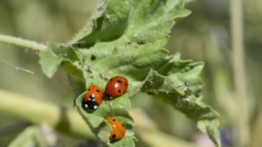 ladybug on flower swaying in the wind