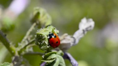 Rüzgarda sallanan çiçekteki uğur böceği