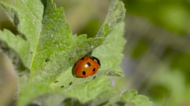 ladybug on flower swaying in the wind