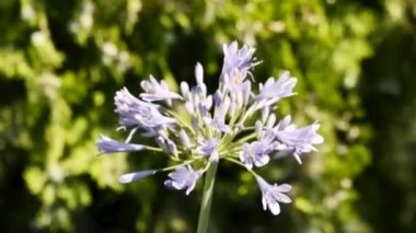 Mavi renk çiçek rüzgarla sallanıyor ve odak arkaplanı dışında