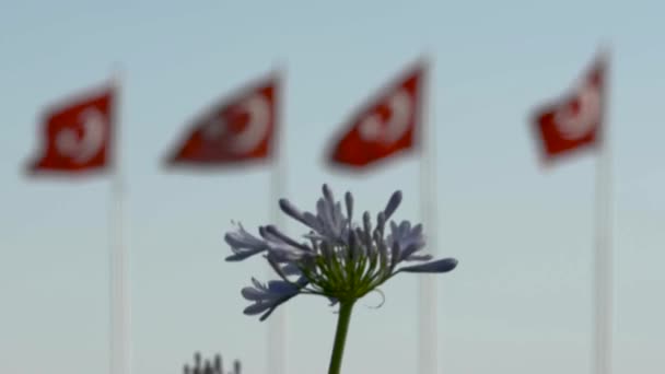 Τουρκικές Σημαίες Κυματίζουν Τέσσερις Πόλους — Αρχείο Βίντεο