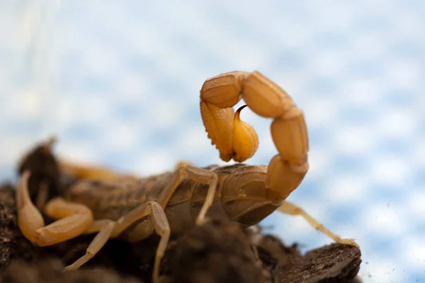 scorpion sting waiting for its prey