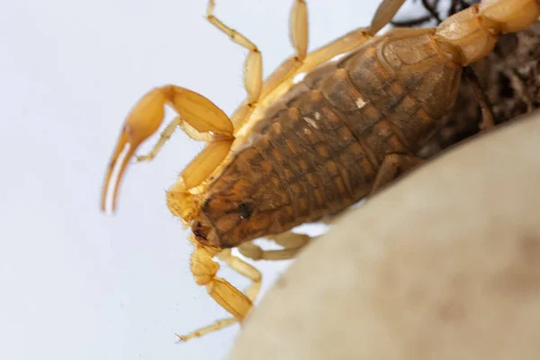 Scorpion head and feet on a white background. macro shot