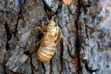 Deri değiştirdikten sonra köpek günü ağustos böceğinin boş dış iskeleti. Makro atış
