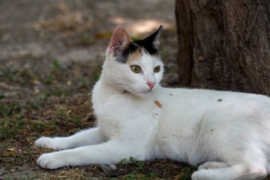 Ağacın yanındaki kameraya bakan beyaz kedi portresi