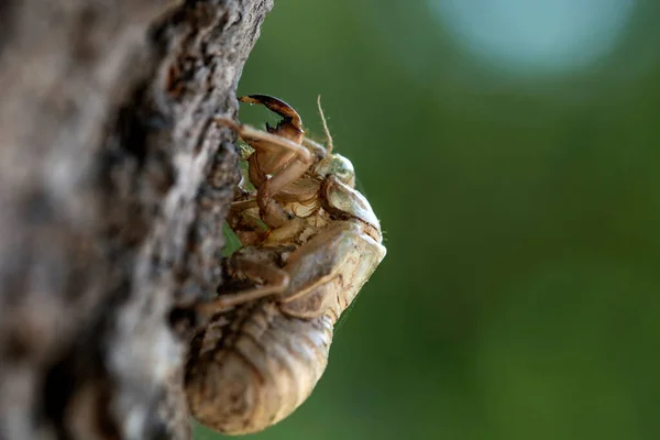 The empty exoskeleton of a dog-day cicada after molt. Macro shoot