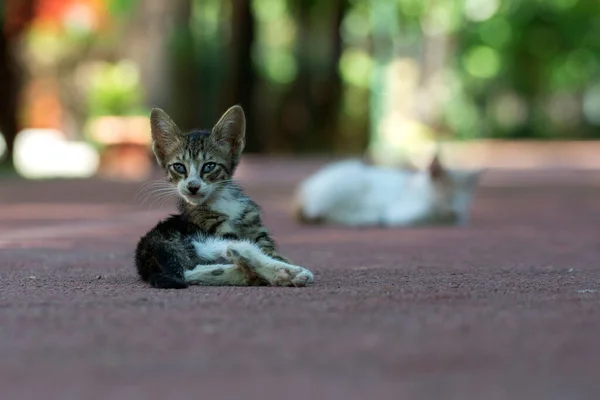Niedliches Kätzchen Das Auf Dem Boden Parkbereich Sitzt Makroaufnahme — Stockfoto