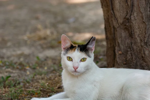 Portrait Chat Blanc Regardant Caméra Près Arbre — Photo