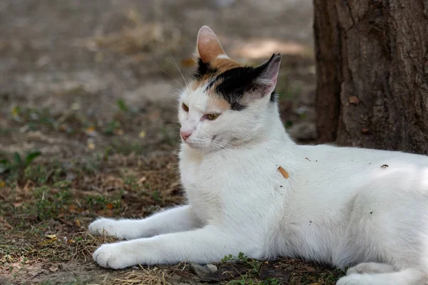 Ağacın Yanındaki Kameraya Bakan Beyaz Kedi Portresi — Stok fotoğraf