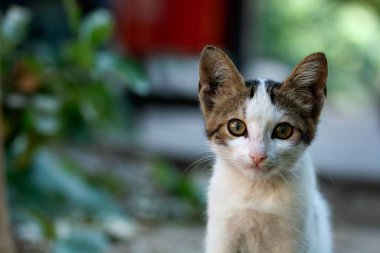 Sokakta kameraya bakan beyaz kedi portresi