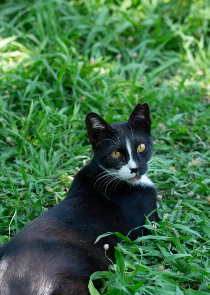 Porträt Einer Weißen Katze Die Auf Der Straße Die Kamera — Stockfoto