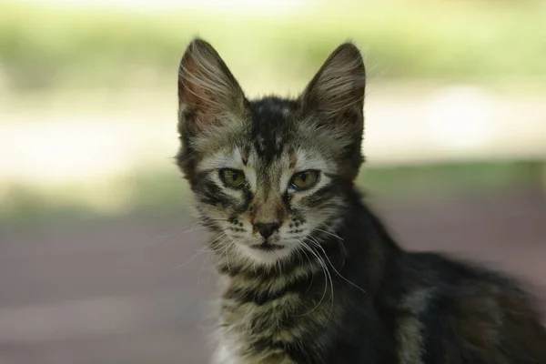 Portret Van Witte Kat Kijkend Naar Camera Straat — Stockfoto