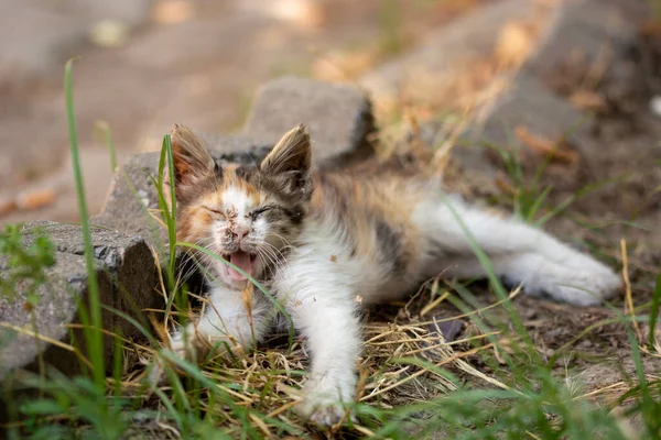 Babykranke Katze Liegt Gras — Stockfoto