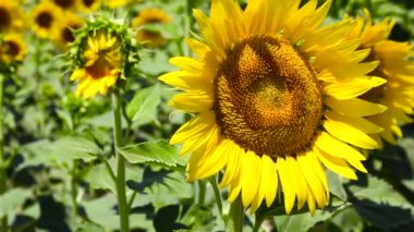 Rüzgarda sallanan bir ayçiçeğinin makro çekimi.