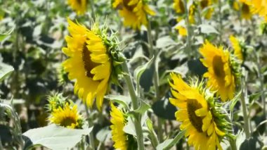 Çiçek tarlasında rüzgarda sallanan ayçiçekleri