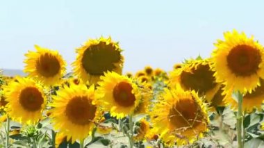 Çiçek tarlasında rüzgarda sallanan ayçiçekleri