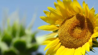 Macro shot of a sunflower swaying in the wind.