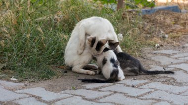 Anne sokak kedisi bebeğini emziriyor.